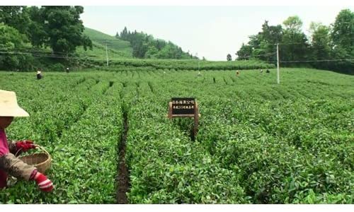 丸の内 タニタ食堂の 有機金花プーアール茶 500mlペットボトル 24本入/1ケース