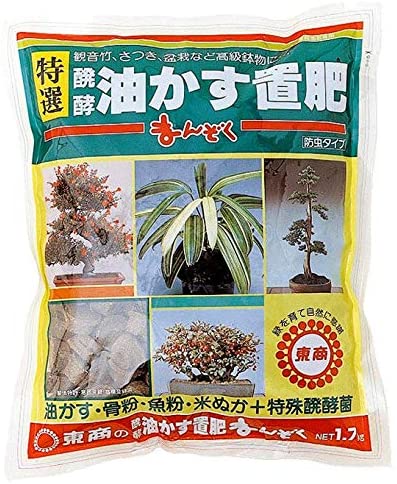 正面画像