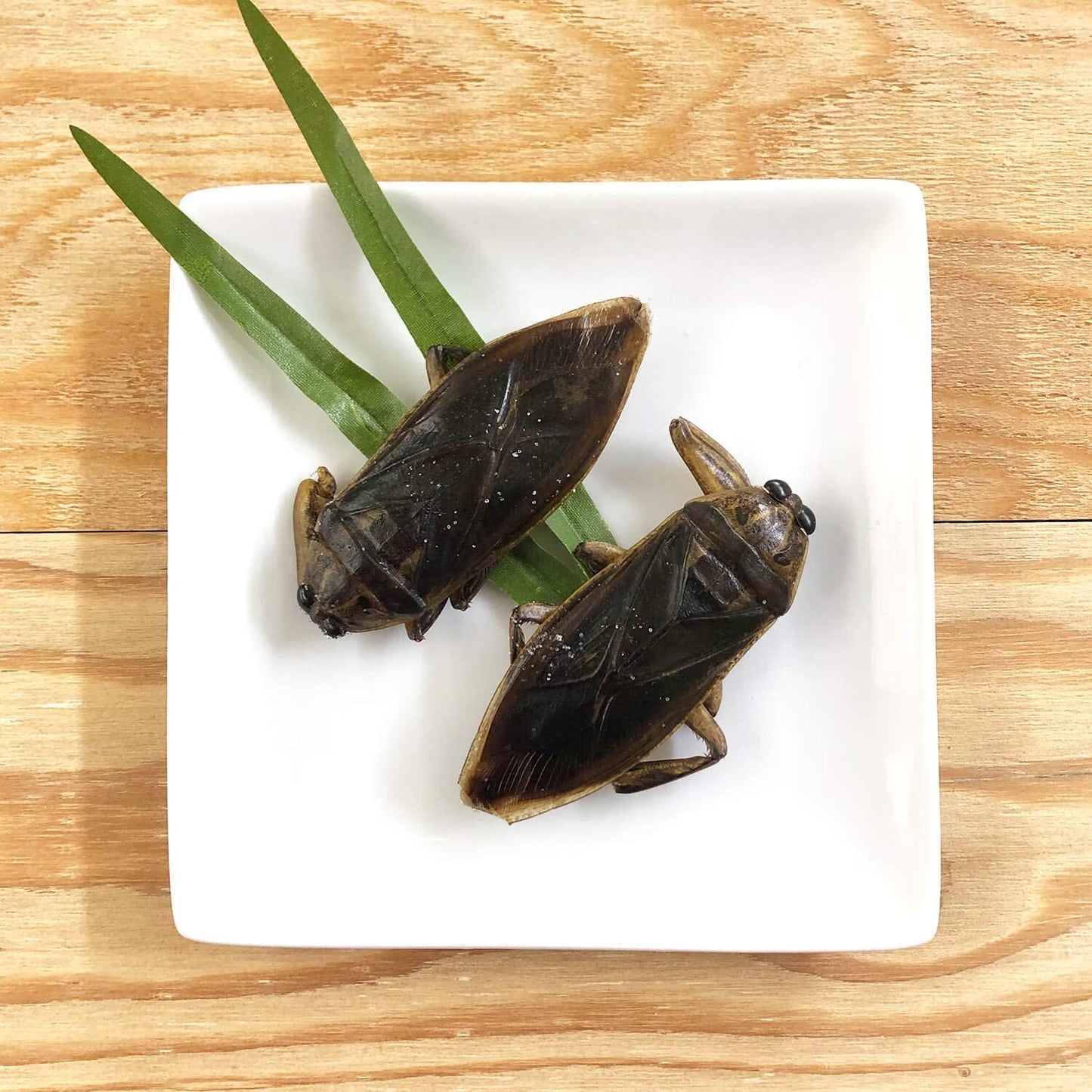 [昆虫食] タガメ Giant Waterbugs 8g TIU0012