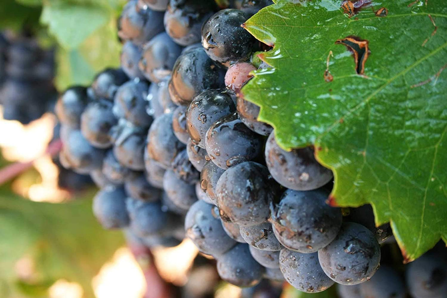 スクアード・スリー [ 赤ワイン ミディアムボディ スペイン 750ｍｌ ]