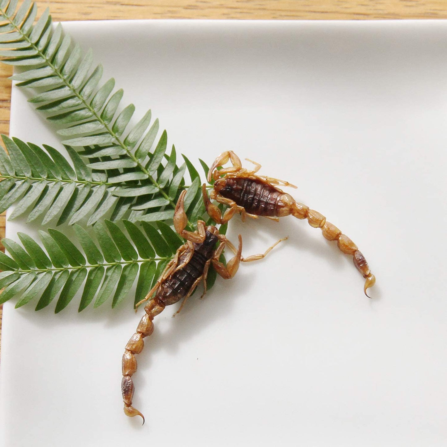 [昆虫食] アーマーテイルスコーピオン ArmorTail Scorpions 1.5g TIU0001