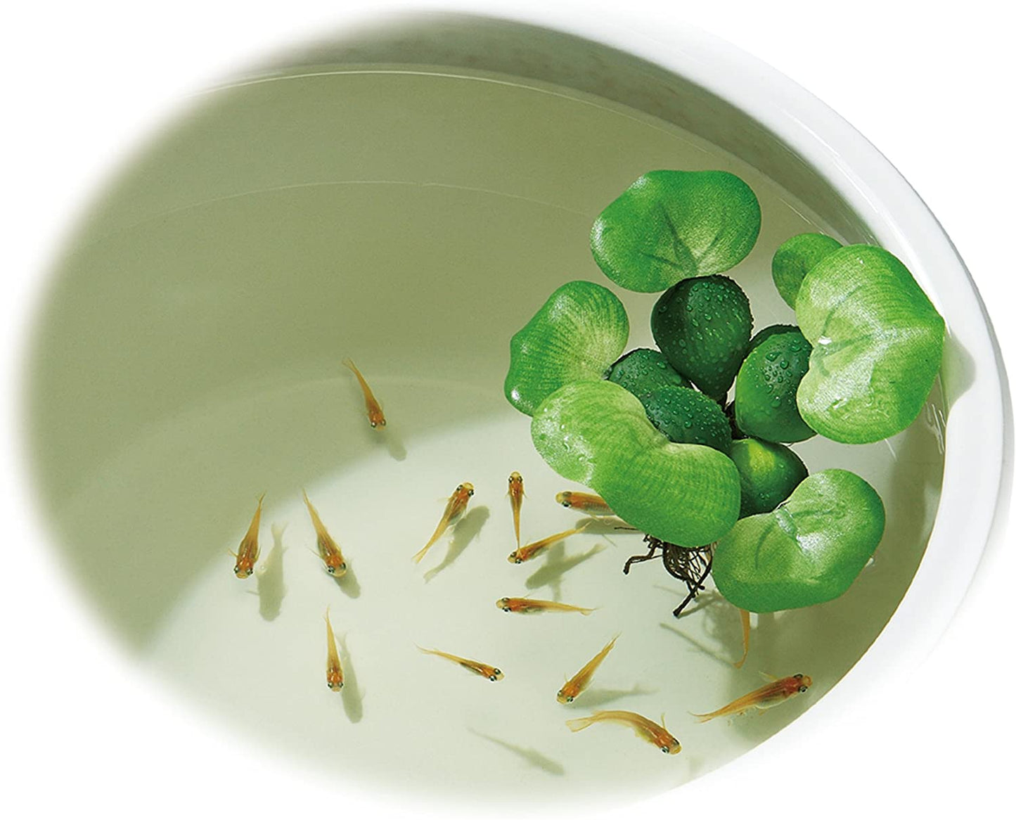 ジェックス メダカの産卵草 ホテイアオイ